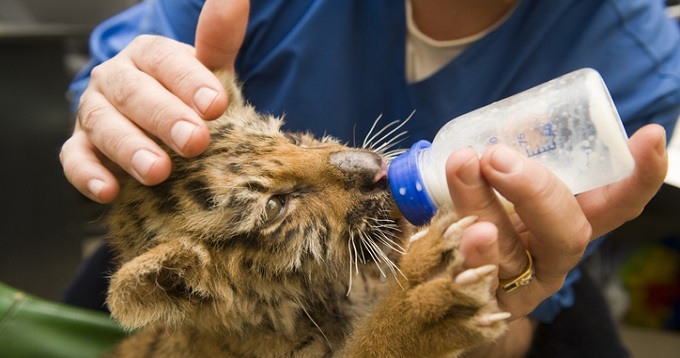 Droomberoep_dierenverzorger