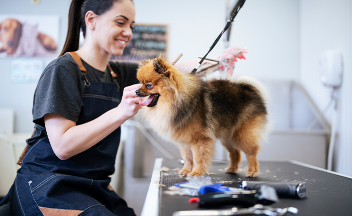 Eigen Hondentrimsalon Starten
