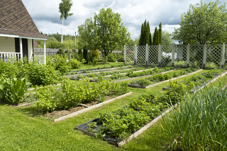 Een goede moestuin indeling