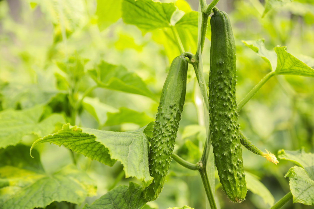 Groenten in een verticale moestuin